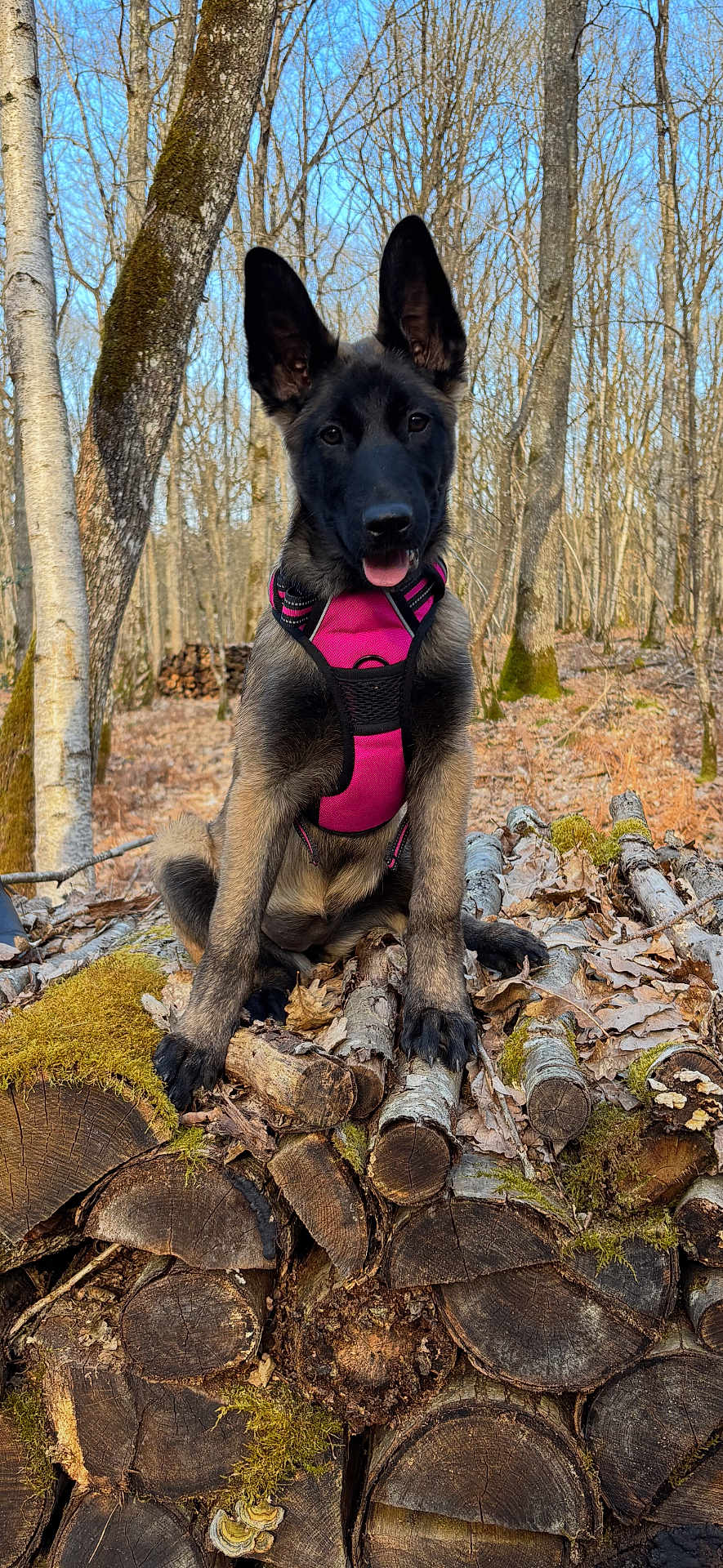 Athena a rejoint le concours — aidez-le/la à gagner de superbes lots ! dog, puppy, harness, pink_harness, forest, trees, logs, log_pile, bark, moss, leaves, outdoors, nature, portrait, sitting, paws, ears, tongue, attentive, woodpile