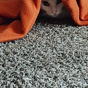 Foxxy joined the competition — help win amazing prizes! animal, blanket, carpet, cat, cozy, curious, cute, eyes, feline, fur, gray_carpet, hidden, indoor, orange_blanket, peeking, pet, resting, soft_texture, warm, whiskers
