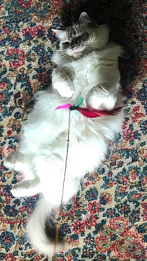 Peace joined the competition — help win amazing prizes! british_longhair, carnivore, cat, claw, companion_dog, event, felidae, flooring, fur, magenta, pattern, paw, petal, small_to_medium_sized_cats, tail, whiskers