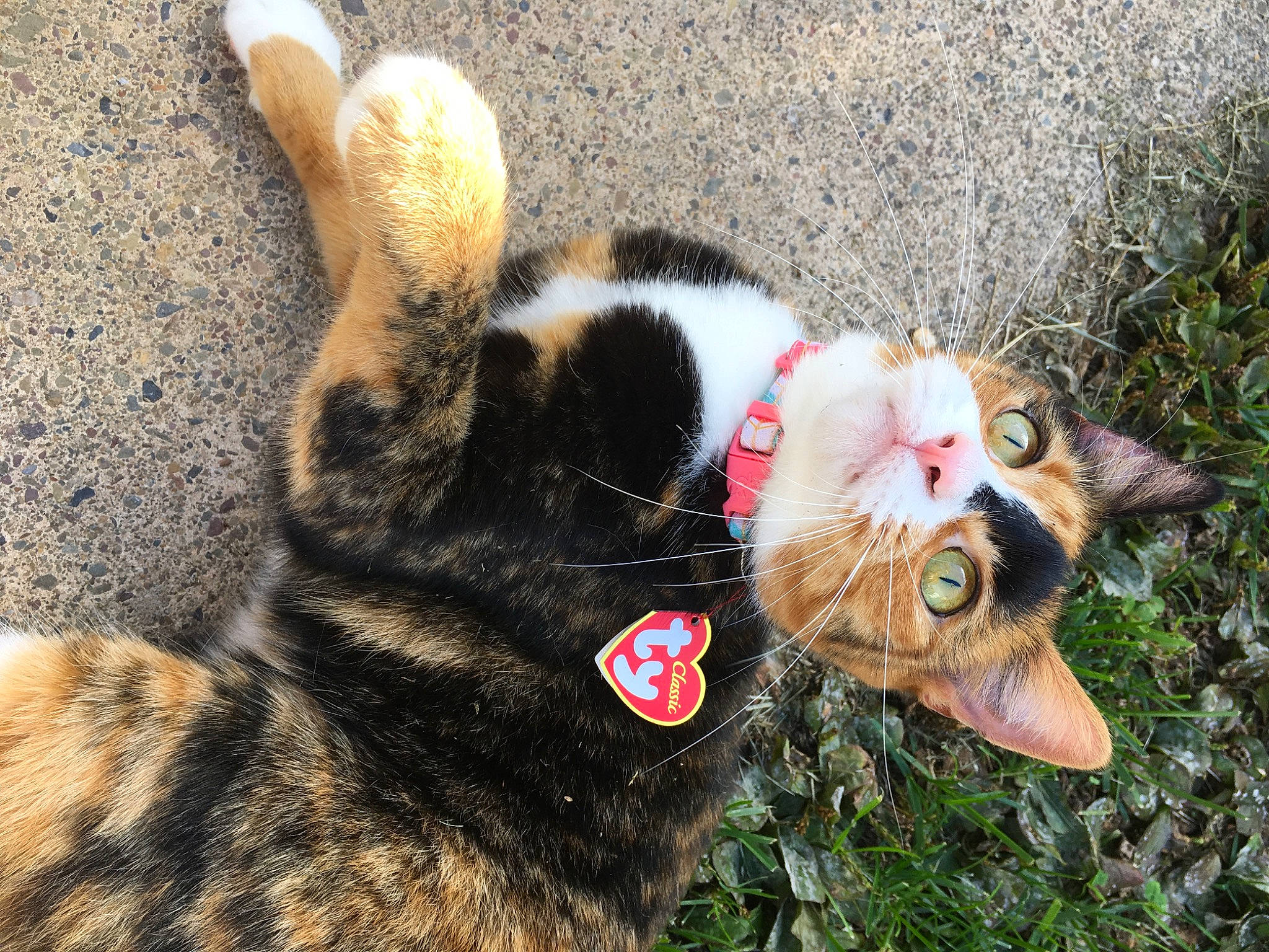 Avery is registered to the contest to win money with this photo: canidae, carnivore, cat, collar, dog_breed, domestic_short_haired_cat, fang, fawn, felidae, fur, grass, paw, plant, small_to_medium_sized_cats, snout, sporting_group, tail, terrestrial_animal, whiskers, wildlife