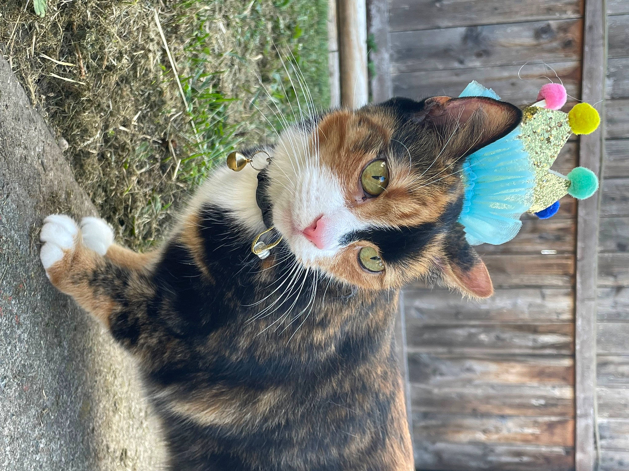 Avery is registered to the contest to win money with this photo: carnivore, cat, claw, collar, domestic_short_haired_cat, eye, fawn, felidae, fur, grass, paw, plant, small_to_medium_sized_cats, snout, tail, terrestrial_animal, tree, whiskers, wildlife, window