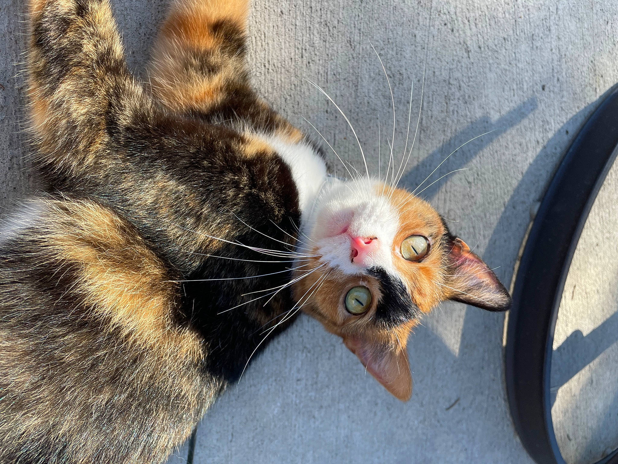 Avery joined the competition — help win amazing prizes! asphalt, canidae, carnivore, cat, claw, domestic_short_haired_cat, fawn, felidae, foot, fur, grass, leg, paw, road_surface, sand, small_to_medium_sized_cats, snout, tail, terrestrial_animal, whiskers