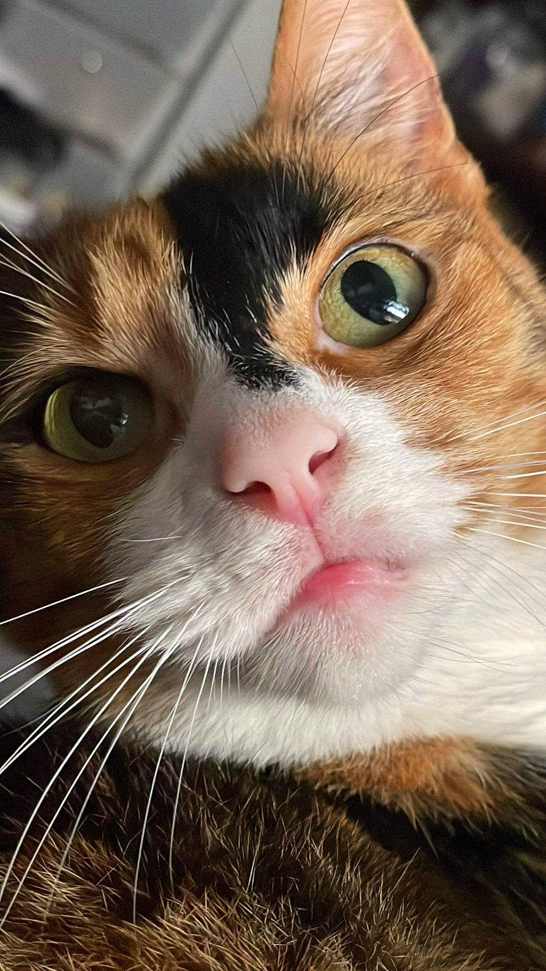 Avery joined the competition — help win amazing prizes! carnivore, cat, close_up, curious, domestic_short_haired_cat, ear, eye, eyelash, fawn, felidae, fur, grass, iris, nose, small_to_medium_sized_cats, snout, whiskers