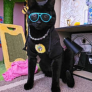 Olivier is registered to the contest to win money with this photo: animal, black_cat, black_fur, carpet, cat, chain, cute, decor, fashion, furniture, home, hoodie, indoor, pet, pet_accessory, playful, posing, sunflower, sunglasses, toy