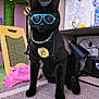animal, black_cat, black_fur, carpet, cat, chain, cute, decor, fashion, furniture, home, hoodie, indoor, pet, pet_accessory, playful, posing, sunflower, sunglasses, toy