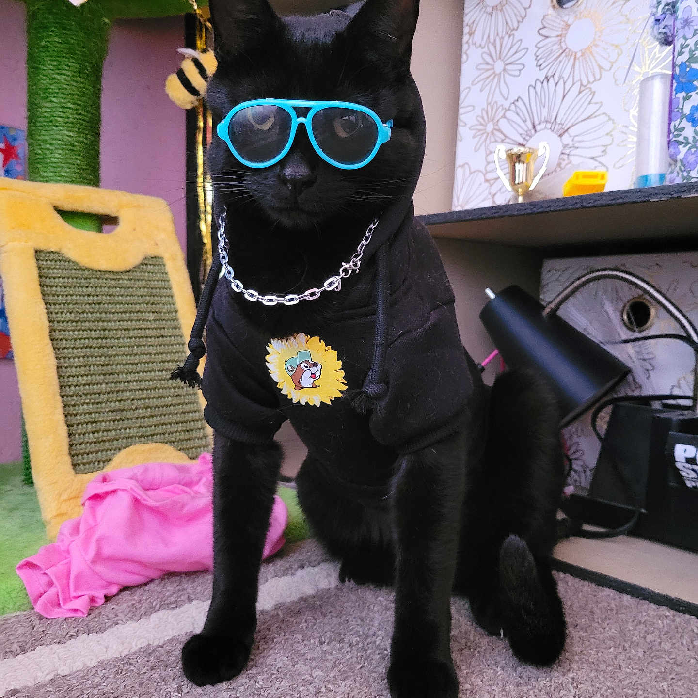 Olivier is registered to the contest to win money with this photo: animal, black_cat, black_fur, carpet, cat, chain, cute, decor, fashion, furniture, home, hoodie, indoor, pet, pet_accessory, playful, posing, sunflower, sunglasses, toy