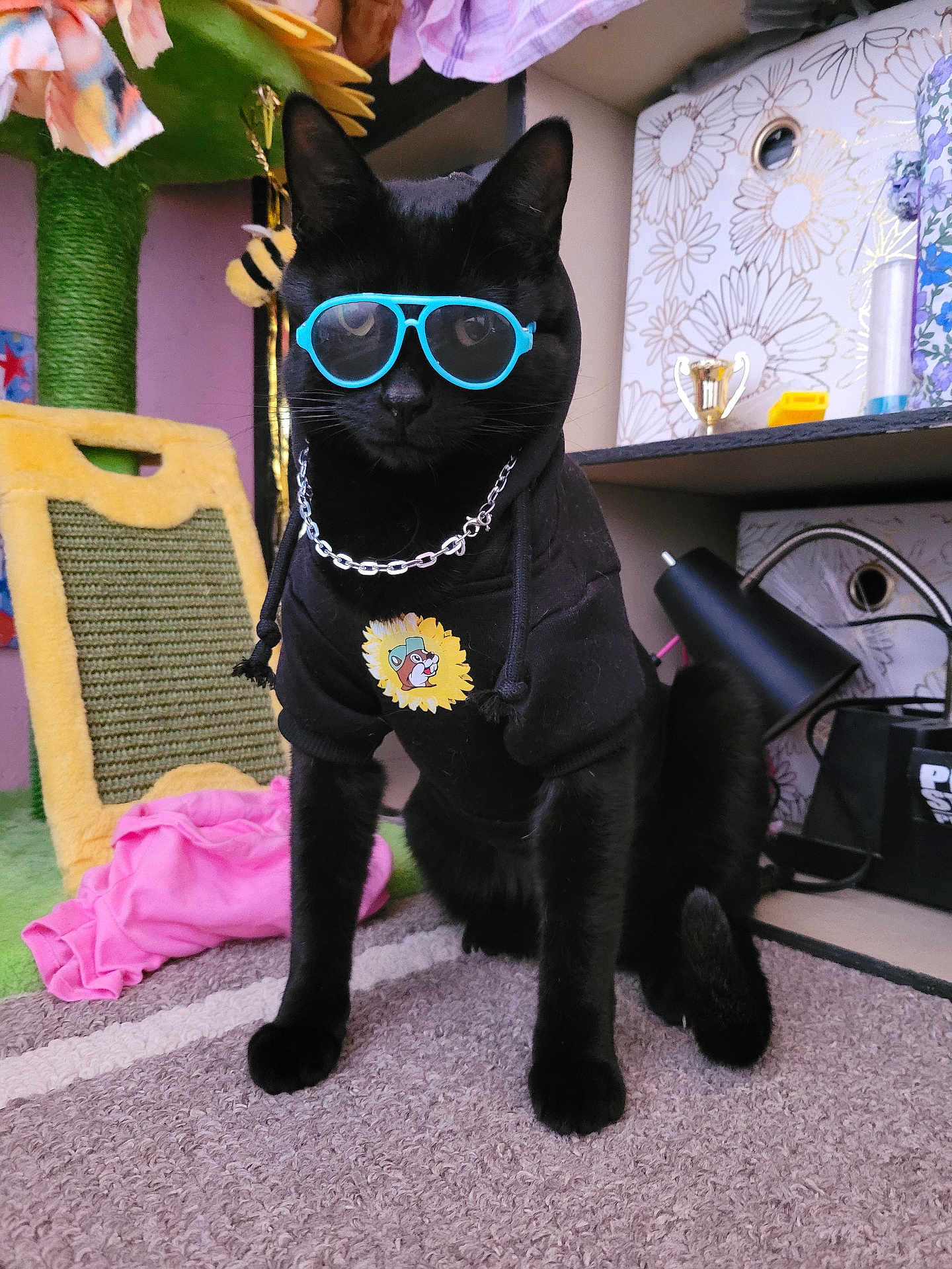 Olivier is registered to the contest to win money with this photo: animal, black_cat, black_fur, carpet, cat, chain, cute, decor, fashion, furniture, home, hoodie, indoor, pet, pet_accessory, playful, posing, sunflower, sunglasses, toy