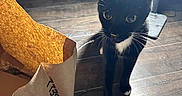 Oreo is registered to the contest to win money with this photo: cat, tuxedo_cat, black_cat, white_paws, white_chest, animal, pet, kitten, sitting, standing, looking_at_camera, whiskers, ears, eyes, snack, hand, cardboard_bag, wood_floor, indoor, natural_light