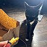 cat, tuxedo_cat, black_cat, white_paws, white_chest, animal, pet, kitten, sitting, standing, looking_at_camera, whiskers, ears, eyes, snack, hand, cardboard_bag, wood_floor, indoor, natural_light