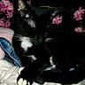 Oreo is registered to the contest to win money with this photo: cat, black_and_white, tuxedo_cat, sleeping, resting, pet, animal, whiskers, ears, paws, fur, pink_flowers, blossoms, blanket, cozy, indoors, dark_background, close_up, portrait, relaxed