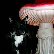 Oreo is registered to the contest to win money with this photo: cat, tuxedo_cat, black_and_white, feline, pet, animal, whiskers, ears, closed_eyes, sitting, indoor, lamp, mushroom_lamp, furniture, dark_background, flash_photography, portrait, white_chest, home_decor, cozy_room