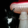 cat, tuxedo_cat, black_and_white, feline, pet, animal, whiskers, ears, closed_eyes, sitting, indoor, lamp, mushroom_lamp, furniture, dark_background, flash_photography, portrait, white_chest, home_decor, cozy_room
