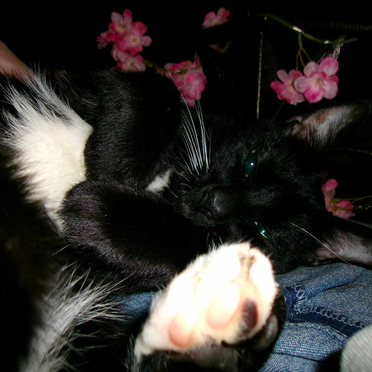 Oreo