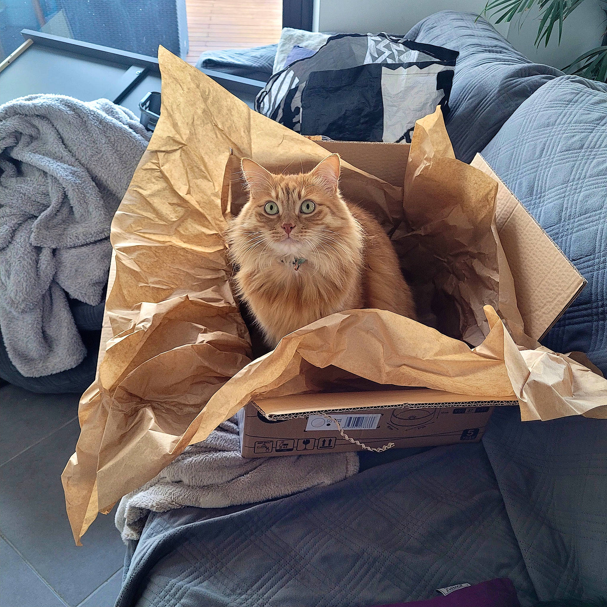 Clyde a rejoint le concours — aidez-le/la à gagner de superbes lots ! bag, baggage, bedding, carnivore, cat, comfort, domestic_short_haired_cat, fawn, felidae, fur, grey, linens, luggage_and_bags, plant, room, sleeve, small_to_medium_sized_cats, tail, whiskers, wood