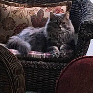 Smokey is registered to the contest to win money with this photo: animal, cat, cozy, cushion, cute, domestic, feline, fluffy_cat, furniture, gray_cat, home, indoor, living_room, patterned_cushion, pet, relaxed, resting, seated, soft_light, wicker_chair
