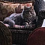 animal, cat, cozy, cushion, cute, domestic, feline, fluffy_cat, furniture, gray_cat, home, indoor, living_room, patterned_cushion, pet, relaxed, resting, seated, soft_light, wicker_chair