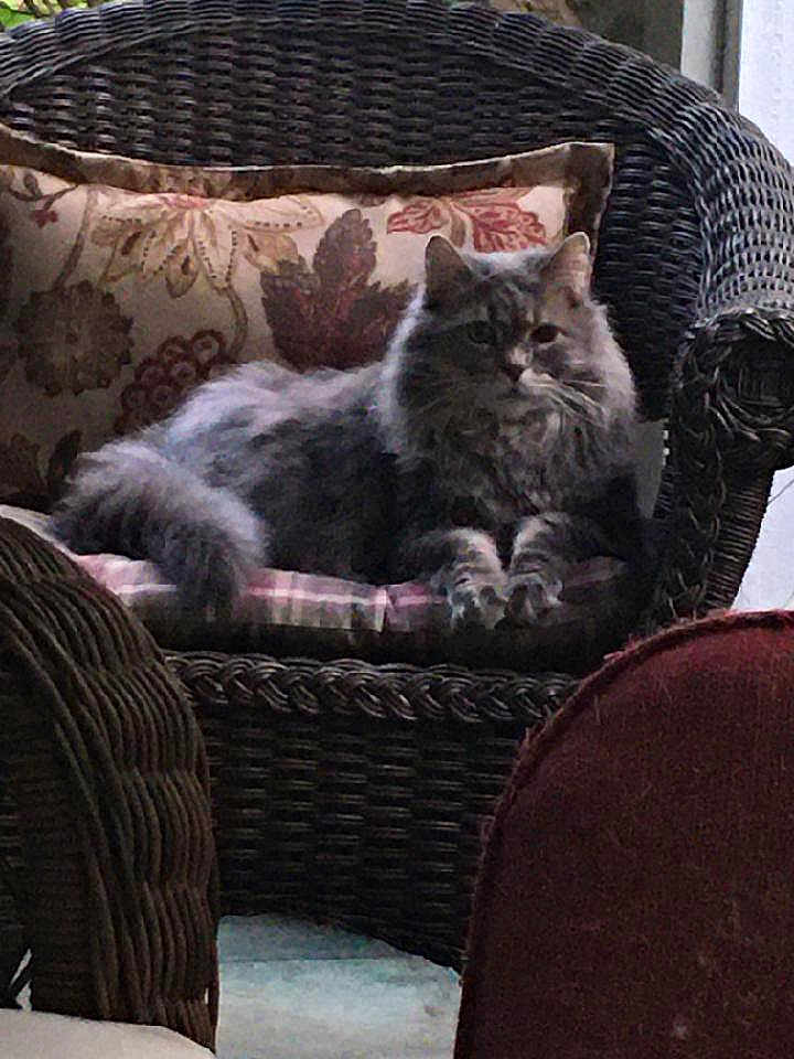 Smokey