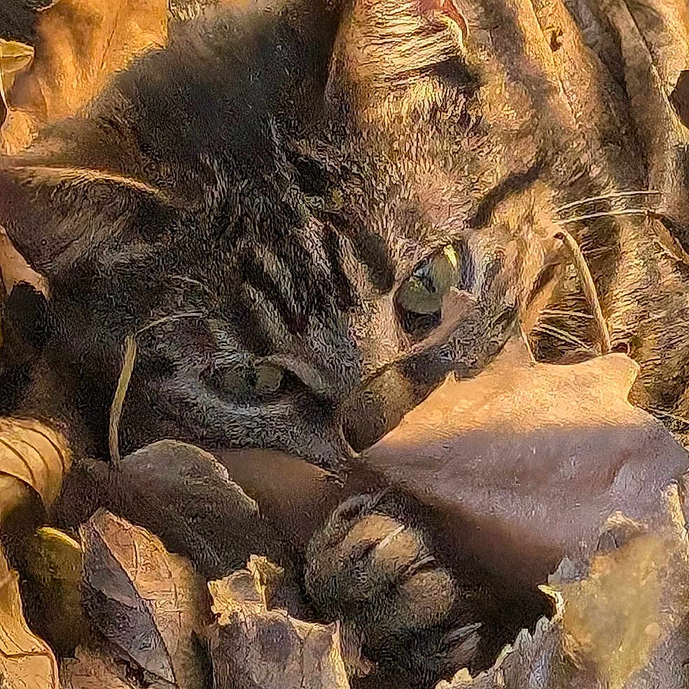 Tigrou