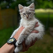 Perle participe au concours pour gagner de l'argent avec cette photo : animal, blue_eyes, blurred_background, cat, cute, domestic_animal, fur, furry, hand, holding, kitten, nature, outdoor, pet, portrait, small, soft, watch, whiskers, young