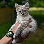 animal, blue_eyes, blurred_background, cat, cute, domestic_animal, fur, furry, hand, holding, kitten, nature, outdoor, pet, portrait, small, soft, watch, whiskers, young