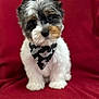 puppy, dog, bandana, fluffy, cute, pet, animal, red_blanket, sitting, head_tilt, indoor, closeup, adorable, fur, small_dog, black, white, brown, face, portrait