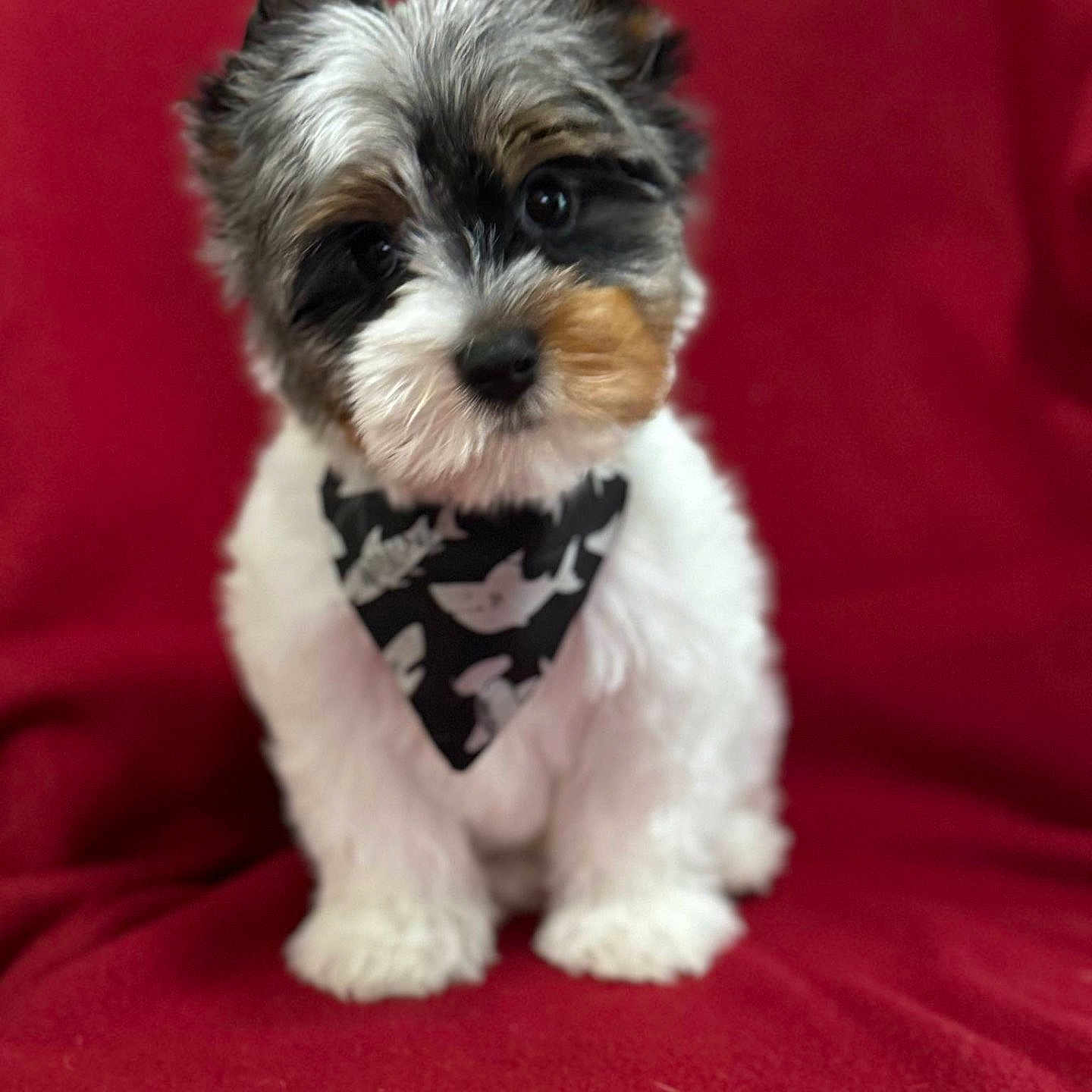 Ringer is registered to the contest to win money with this photo: adorable, animal, bandana, black, brown, closeup, cute, dog, face, fluffy, fur, head_tilt, indoor, pet, portrait, puppy, red_blanket, sitting, small_dog, white