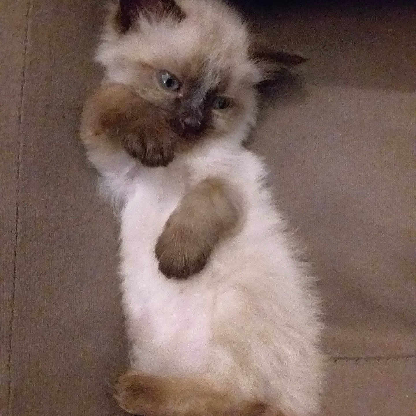 Bebe Creme participe au concours pour gagner de l'argent avec cette photo : animal, cat, cozy, cute, domestic, ears, fluffy, furry, indoor, kitten, mammal, paws, pets, relaxed, resting, sleepy, small, sofa, whiskers, young