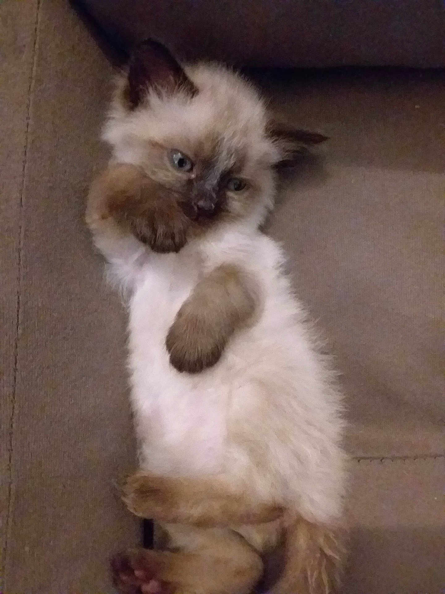 Bebe Creme participe au concours pour gagner de l'argent avec cette photo : kitten, cat, fluffy, pets, animal, cute, relaxed, indoor, sofa, furry, small, young, sleepy, cozy, paws, ears, whiskers, resting, domestic, mammal