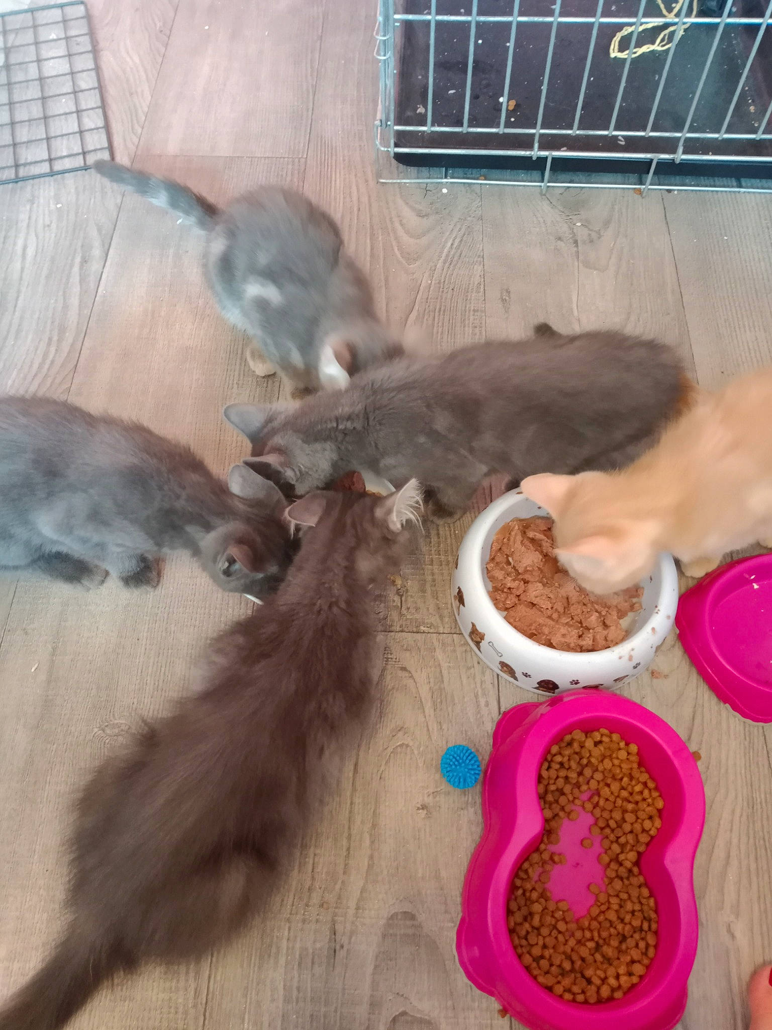 Nougat a rejoint le concours — aidez-le/la à gagner de superbes lots ! animal_feed, carnivore, cat_food, cat_supply, dog_breed, fawn, felidae, flooring, fur, ingredient, liver, pet_food, pet_supply, rodent, small_animal_food, small_to_medium_sized_cats, soil, tableware, tail, whiskers