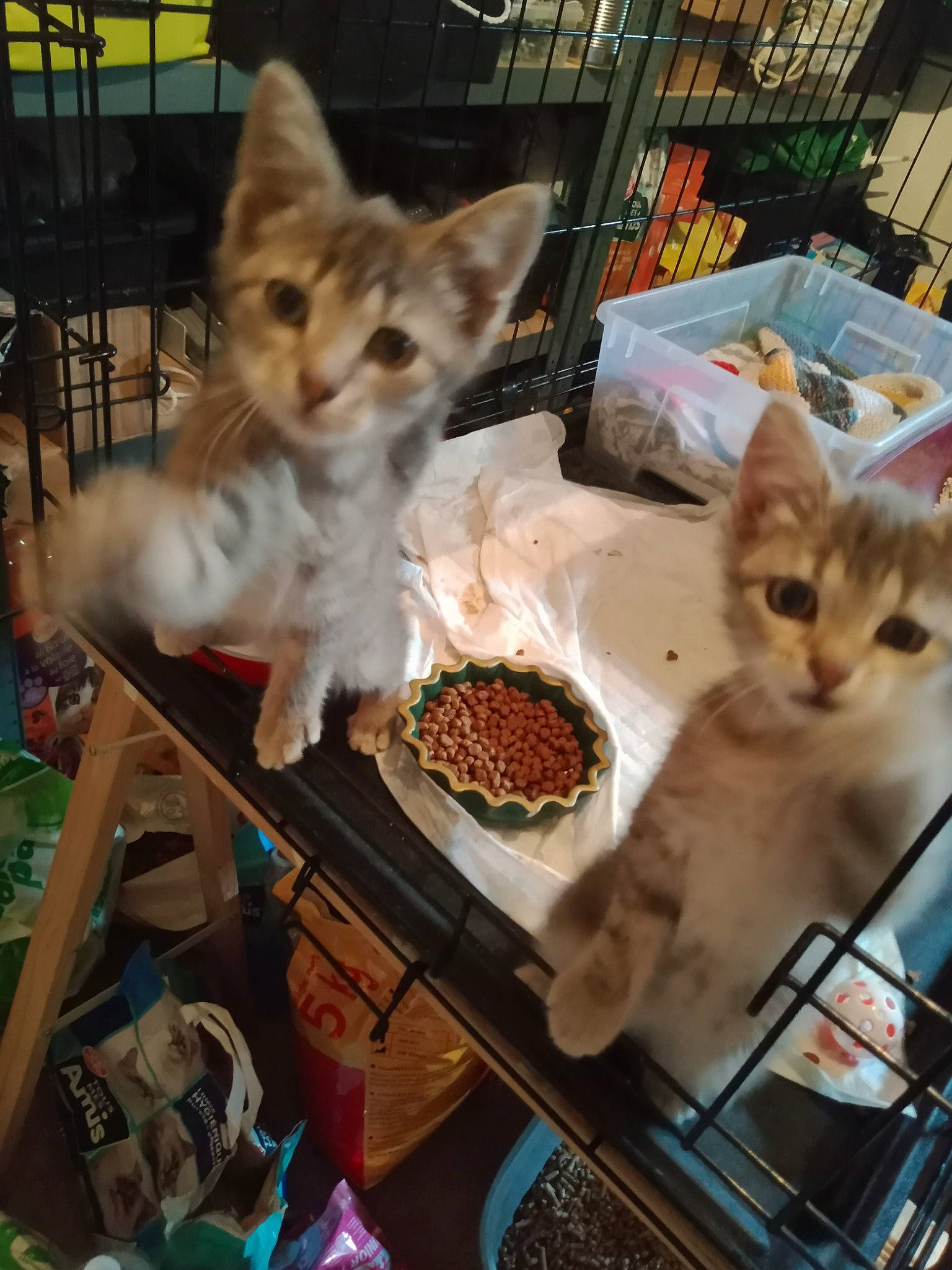 Nougat participe au concours pour gagner de l'argent avec cette photo : animal_feed, animal_shelter, carnivore, cat, cat_supply, fawn, felidae, food, fur, mammal, pet_food, pet_supply, photograph, small_to_medium_sized_cats, snapshot, snout, tableware, tail, vertebrate, whiskers