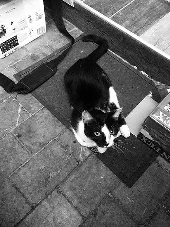 Nougat participe au concours pour gagner de l'argent avec cette photo : black, black_and_white, carnivore, cat, felidae, flooring, line, monochrome, monochrome_photography, photograph, road_surface, sidewalk, small_to_medium_sized_cats, snapshot, snout, style, tail, tints_and_shades, whiskers, white
