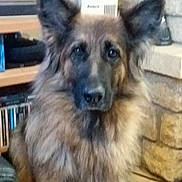 Mylo participe au concours pour gagner de l'argent avec cette photo : animal, canine, dog, germanshepherd, pet, policedog, puppy, snout