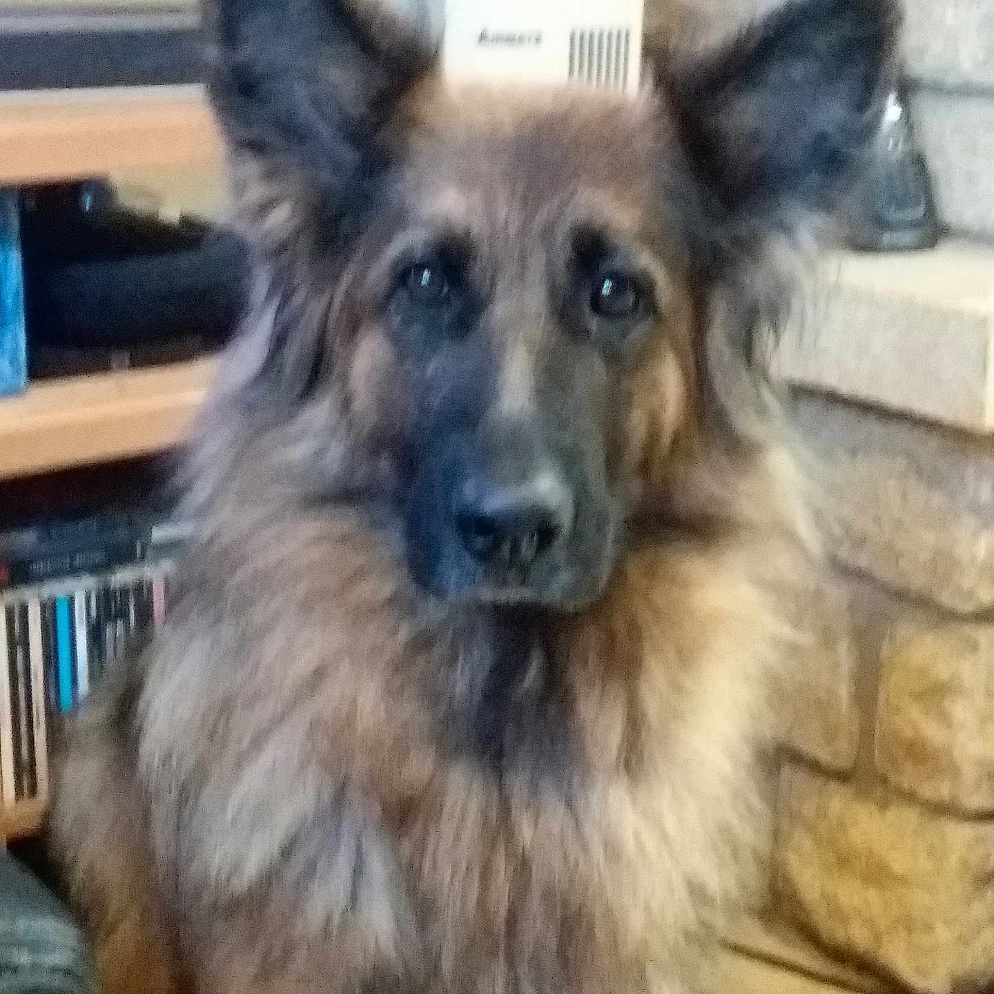 Mylo participe au concours pour gagner de l'argent avec cette photo : animal, canine, dog, germanshepherd, pet, policedog, puppy, snout