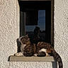 Causette a rejoint le concours — aidez-le/la à gagner de superbes lots ! animal, calm, cat, daylight, domestic_cat, feline, outdoor, pet, portrait, reflection, relaxing, resting, shadow, side_view, sunlight, tabby_cat, texture, white_wall, window, windowsill