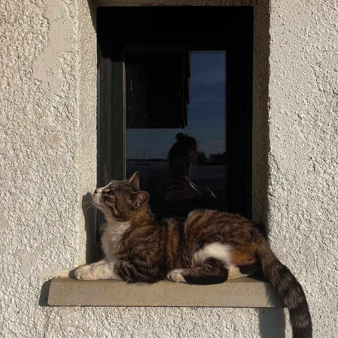 Causette a rejoint le concours — aidez-le/la à gagner de superbes lots ! animal, calm, cat, daylight, domestic_cat, feline, outdoor, pet, portrait, reflection, relaxing, resting, shadow, side_view, sunlight, tabby_cat, texture, white_wall, window, windowsill