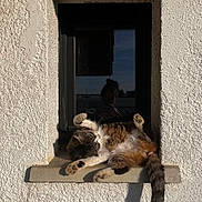 Causette participe au concours pour gagner de l'argent avec cette photo : animal, cat, cozy, daylight, domestic_cat, fur, ledges, nature, outdoor, pet, playful, relaxed, resting, shadow, sprawled, sunbathing, sunlight, texture, wall, window