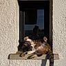animal, cat, cozy, daylight, domestic_cat, fur, ledges, nature, outdoor, pet, playful, relaxed, resting, shadow, sprawled, sunbathing, sunlight, texture, wall, window