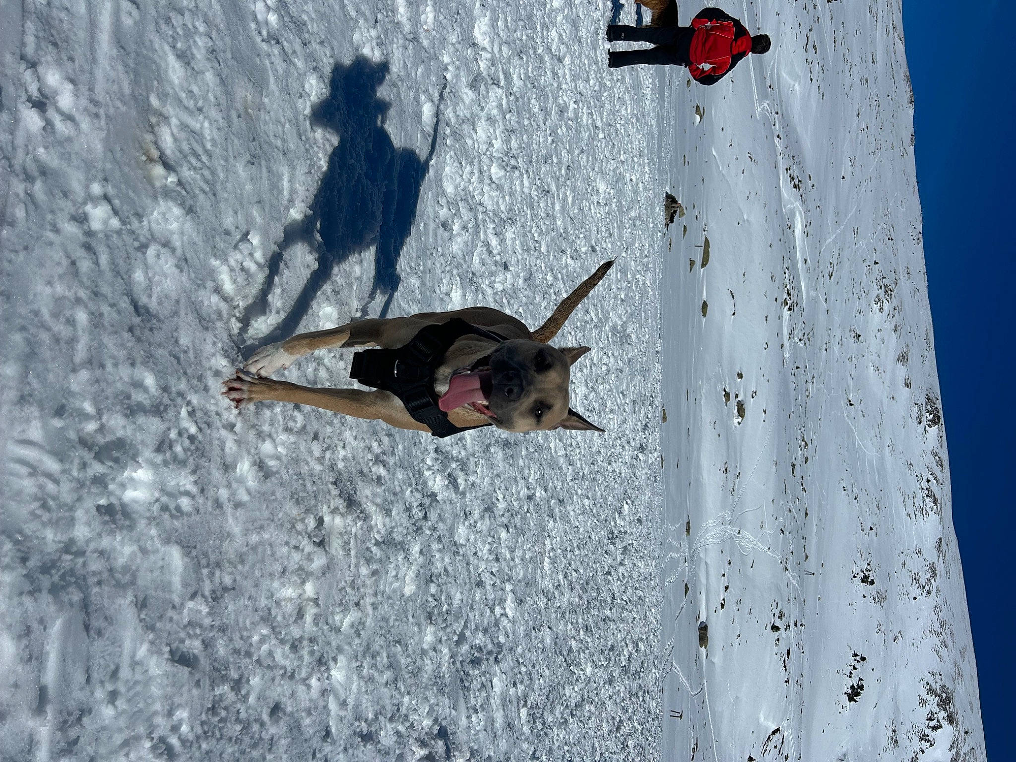 Kaly participe au concours pour gagner de l'argent avec cette photo : adventure, concrete, extreme_sport, freezing, fun, landscape, leisure, recreation, shadow, slope, snow, sport_climbing, tree, wall, winter, winter_sport, wood
