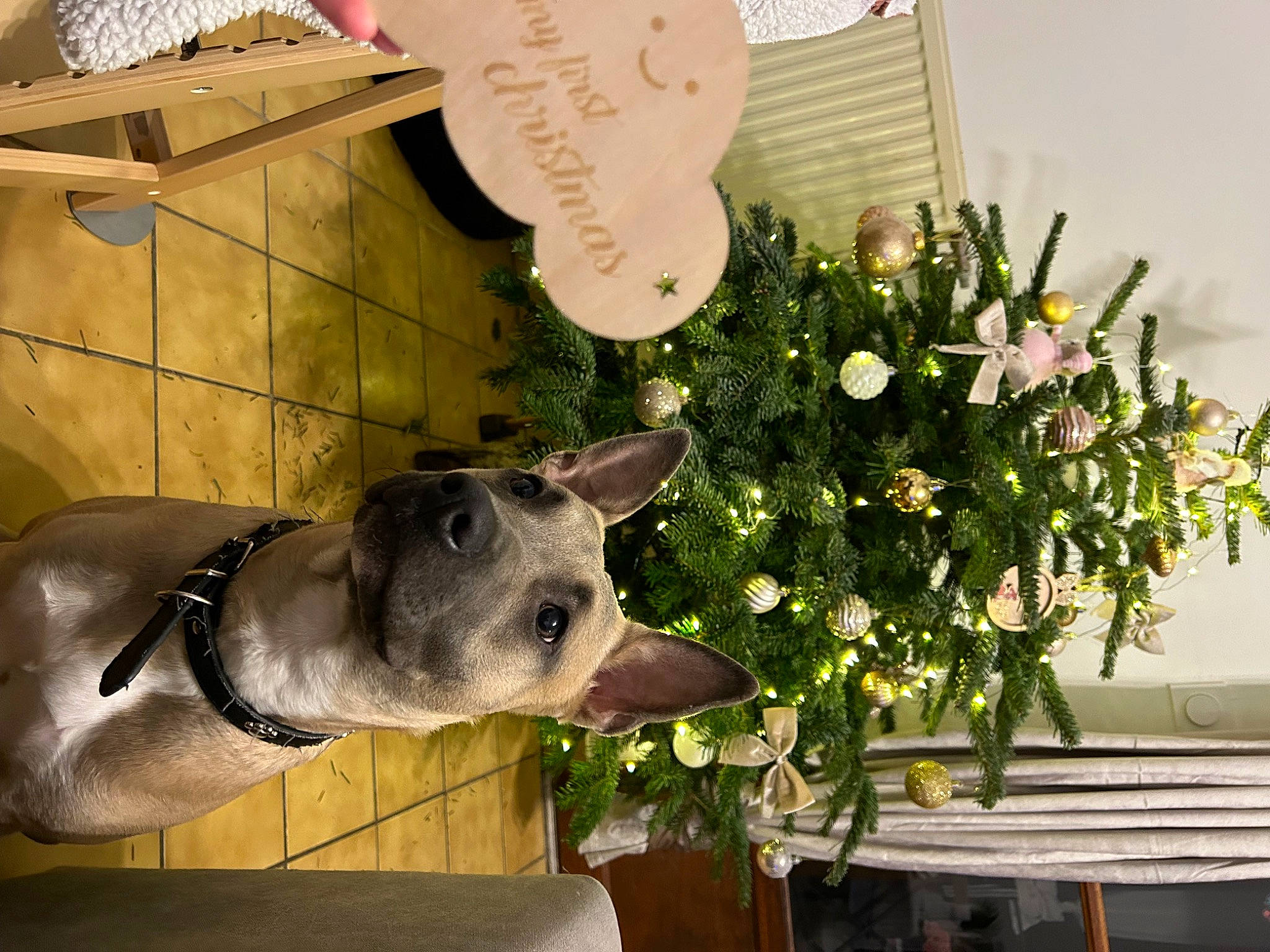 Kaly participe au concours pour gagner de l'argent avec cette photo : carnivore, christmas, christmas_decoration, christmas_ornament, dog, dog_breed, event, fawn, flower_arranging, metal, ornament, photograph, plant, rose, snapshot, snout, sporting_group, terrestrial_animal, wood, working_animal
