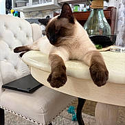 Mocha joined the competition — help win amazing prizes! animal, cat, chair, cozy, cushioned_chair, decor, domestic, flowers, furniture, household, indoor, living_space, paws, pet, relaxed, resting, siamese_cat, table, vase, wooden_table