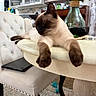 animal, cat, chair, cozy, cushioned_chair, decor, domestic, flowers, furniture, household, indoor, living_space, paws, pet, relaxed, resting, siamese_cat, table, vase, wooden_table