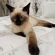 Mocha joined the competition — help win amazing prizes! cat, siamese_cat, blue_eyes, bed, bedspread, white, patterned, feline, pet, indoor, resting, paw, fur, animal, cute, close_up, relaxed, looking_at_camera, ears, whiskers