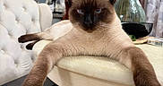 Mocha is registered to the contest to win money with this photo: animal, blue_eyes, cat, chair, closeup, curious, cushion, decor, flower_vase, flowers, furniture, home_interior, indoor, kitchen_shelves, paws, pet, relaxed, siamese_cat, stretching, table