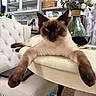 animal, blue_eyes, cat, chair, closeup, curious, cushion, decor, flower_vase, flowers, furniture, home_interior, indoor, kitchen_shelves, paws, pet, relaxed, siamese_cat, stretching, table