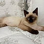 cat, siamese, blue_eyes, fur, pet, animal, indoor, bed, quilt, white, patterned, relaxing, lying_down, feline, cute, domestic_animal, whiskers, ears, paw, closeup