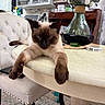 Mocha joined the competition — help win amazing prizes! animal, cat, chair, cushioned_chair, decor, domestic, flowers, furniture, home, indoor, kitchen, mammal, paws, pet, relaxed, siamese_cat, stretching, table, vase, wooden_table
