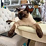 Mocha is registered to the contest to win money with this photo: blue_eyes, cat, chair, decor, domestic_animal, flowers, fur, furniture, home_interior, indoor, kitchen, living_room, paws, pet, relaxed, siamese_cat, sprawling, table, vase, white_cabinet