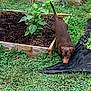 Copper is registered to the contest to win money with this photo: dog, dachshund, brown_dog, pet, garden, raised_bed, soil, plants, greenery, grass, sniffing, outdoor, backyard, wooden_box, vegetable_garden, dirt, tail_up, canine, nature, yardwork