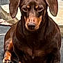Copper is registered to the contest to win money with this photo: dog, dachshund, pet, brown_coat, short_legs, floppy_ears, sitting, paws, snout, eyes, attentive, portrait, outdoor, pavement, companion, domestic_animal, canine, whiskers, closeup, stare