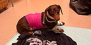 Copper is registered to the contest to win money with this photo: dog, dachshund, pet, medical_bandage, pink_wrap, veterinary_clinic, clinic_room, floor, tshirt, black_bag, brown_coat, looking_up, mat, chair, door, bowl, iv_line, collar, portrait, indoor